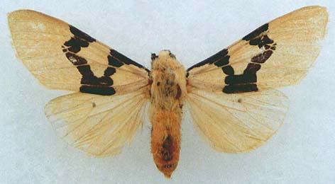 Spilarctia bifasciatum, color image