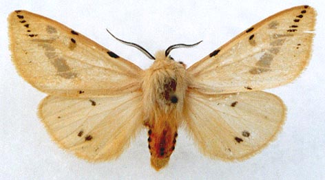 Spilarctia luteum japonicum, color image