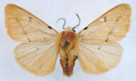 Spilarctia luteum luteum, color image