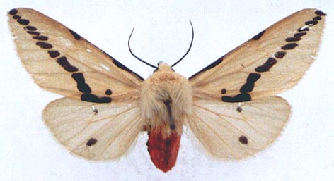 Spilarctia obliquizonatum, color image