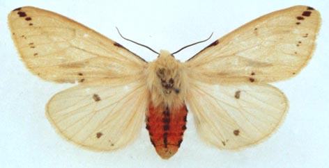 Spilarctia seriatopunctata, color image