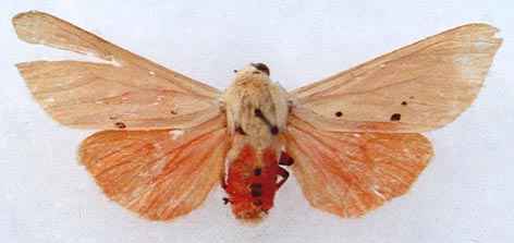 Spilarctia subcarnea bifrons, color image