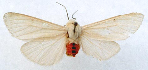 Spilarctia subcarnea leucothorax, color image