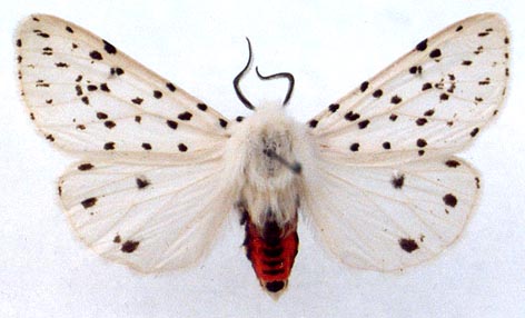 Spilosoma punctarium, color image