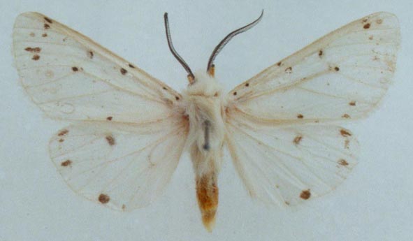 Spilosoma streltzovi, holotype, color image