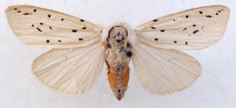 Spilosoma urticae mandli, color image