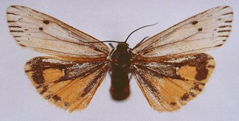 Spiris bipunctata, color image