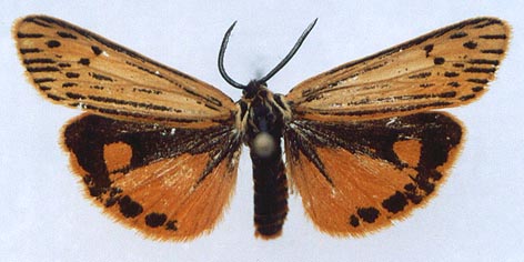 Spiris bipunctata, color image