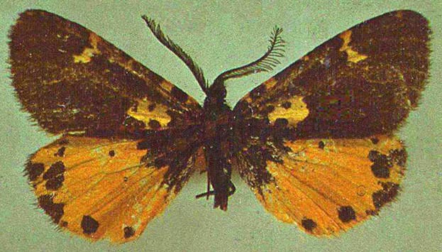 Tajigyna gansoni, holotype, color image
