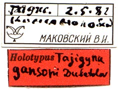 Tajigyna gansoni holotype labels, color image