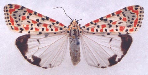 Utetheisa pulchella, color image