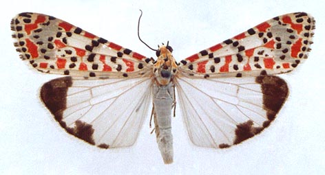 Utetheisa pulchella, color image