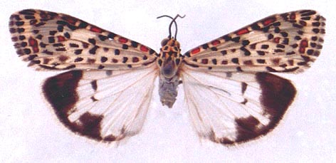 Utetheisa pulchelloides, color image