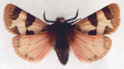 Watsonarctia deserta karduchena, color image