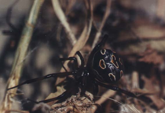 Latrodectus tredecimguttatus, color image