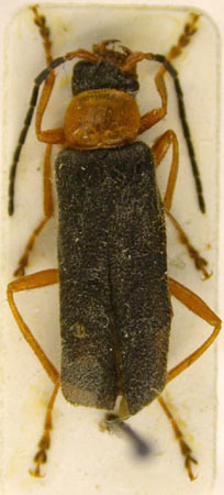 Bactrocantharis sohnsteini, holotype, color image