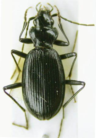 Nebria sochondensis, paratype, color image
