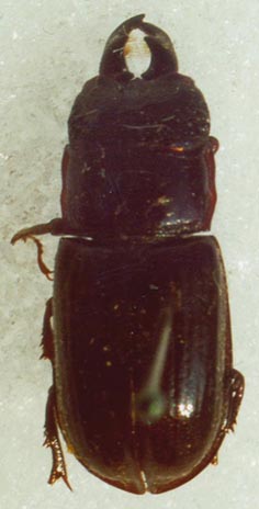 Ceruchus chrysomelinus, color image