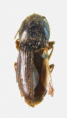 Hypnoidus beckeri, paratype, color image