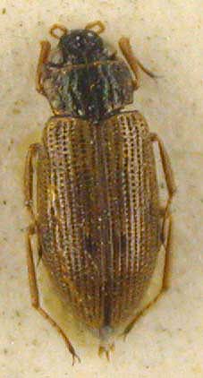 Helophorus carsoni, paratype, color image