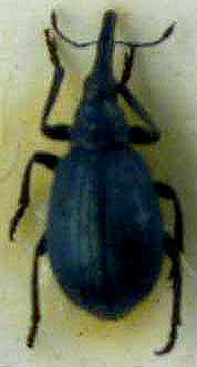 Mesotrichapion dudkorum, holotype, color image