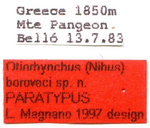 paratype labels, color image