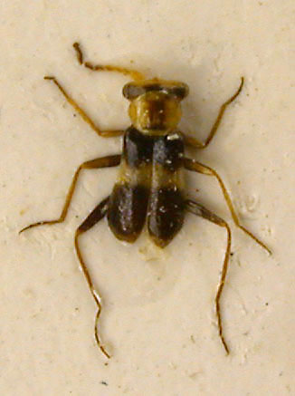 Cephaloncus polevodi, paratype, color image