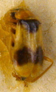 Ebaeus ferganicus, paratype, color image