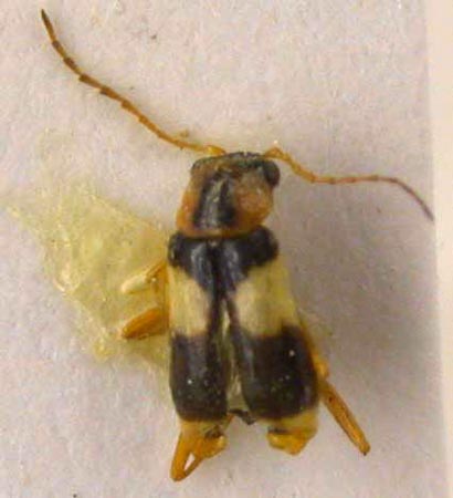 Ebaeus tschernyshevi, holotype, color image