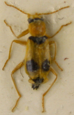 Ebaeus uzbecus, paratype, color image