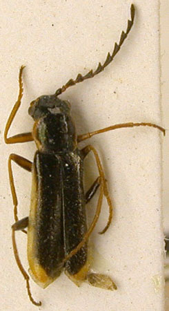 Haplomalachius ishiharai, paratype, color image