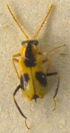 Hypebaeus kafiristanicus, paratype, color image