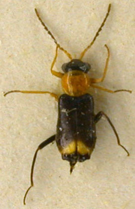 Hypomixis afghanistanicus, paratype, color image