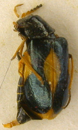 Troglocollops bituberculatus, paratype, color image
