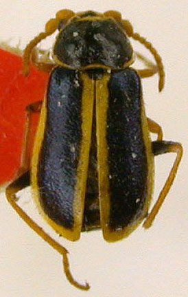 Troglocollops logunovi, holotype, color image