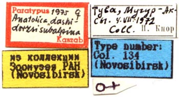 Anatolica dashidorzhi subalpina, paratype labels, color image