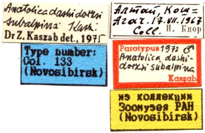 Anatolica dashidorzhi subalpina, paratype labels, color image