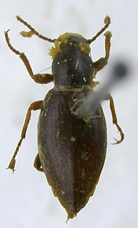 Epitrichia knori, paratype, color image