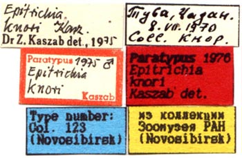 Epitrichia knori, paratype labels, color image