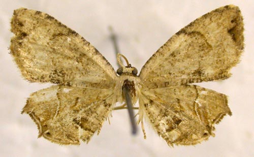 Dysaethria illotata, color image