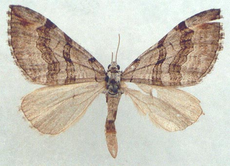 Aplocera dzungarica, holotype, color image