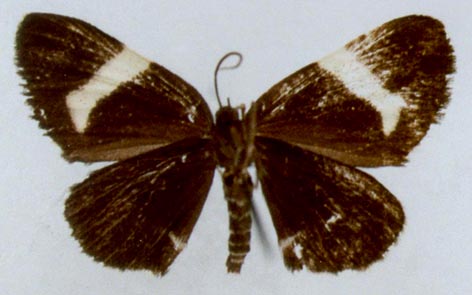 Baptria pseudotibiale, holotype, color image