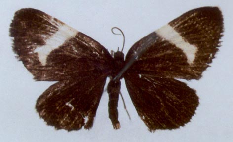 Baptria pseudotibiale, holotype, color image