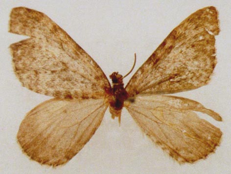 Entephria sachaensis, holotype, color image
