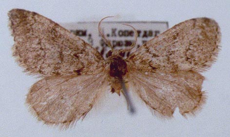 Eumannia neoppositaria, holotype, color image