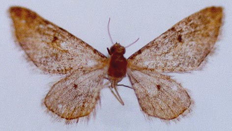 Eupithecia kopetdaghica, holotype, color image