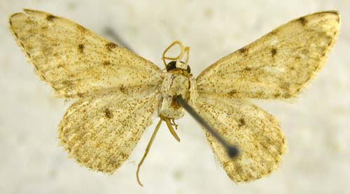Pseudocinglis kuhitangica, holotype, color image