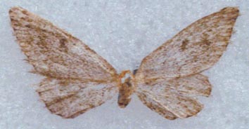 Ramitia kuhitangiensis, holotype, color image