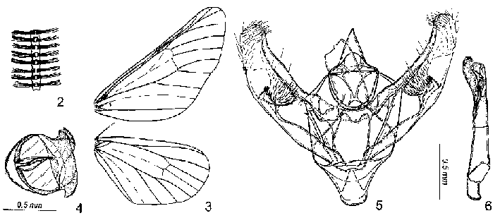 Semidesertobia ubinica, morphology, image