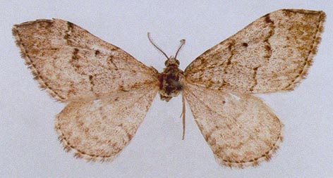 Xanthorhoe derzhavini jakuta, holotype, color image